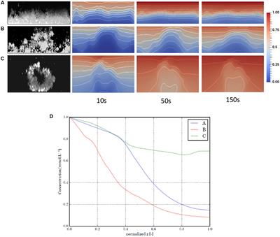 Spatial Organization Plasticity as an Adaptive Driver of Surface Microbial Communities
